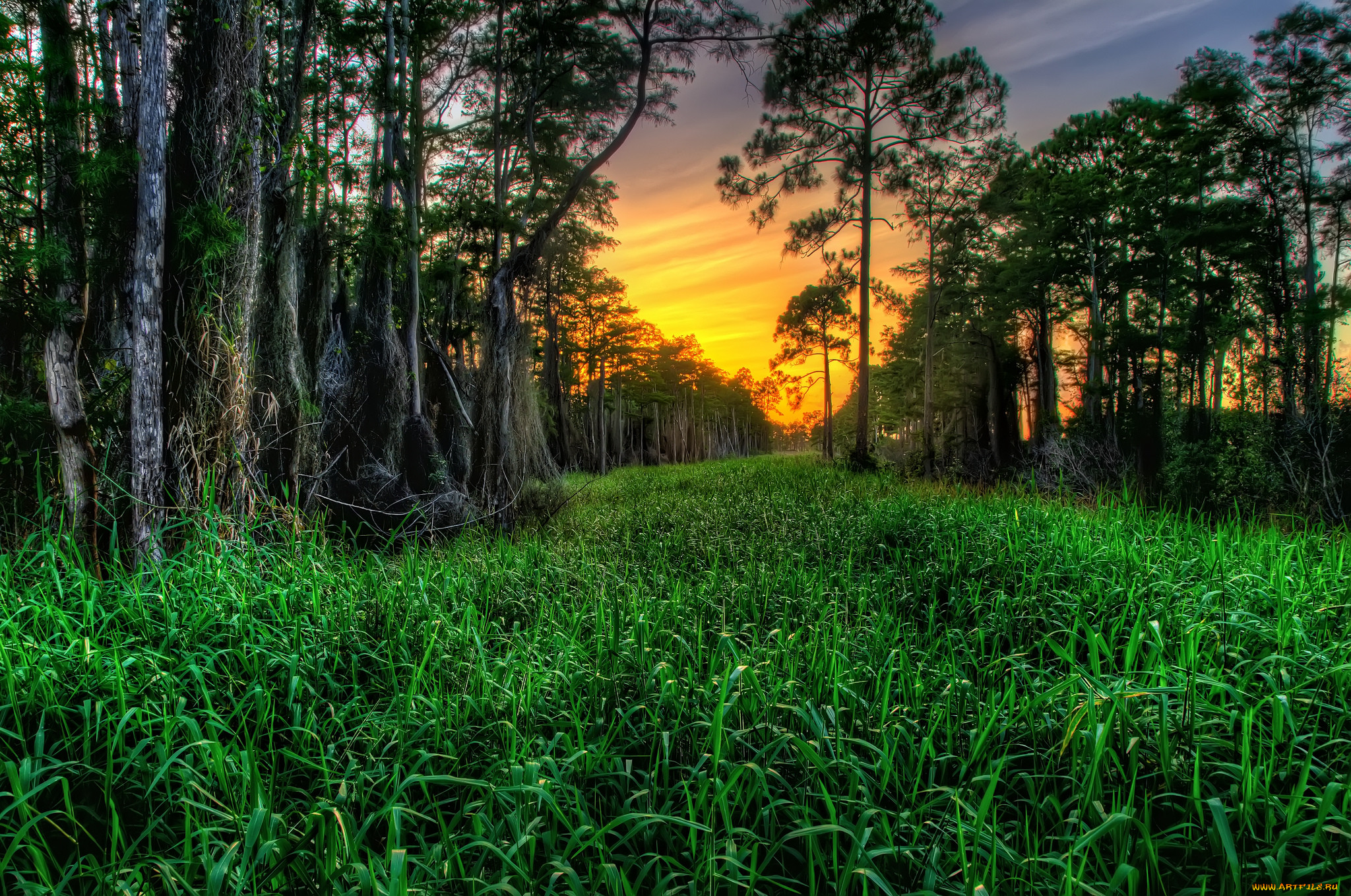 cypress, trees, river, of, grass, , , , , , 